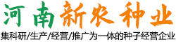 小麦种子